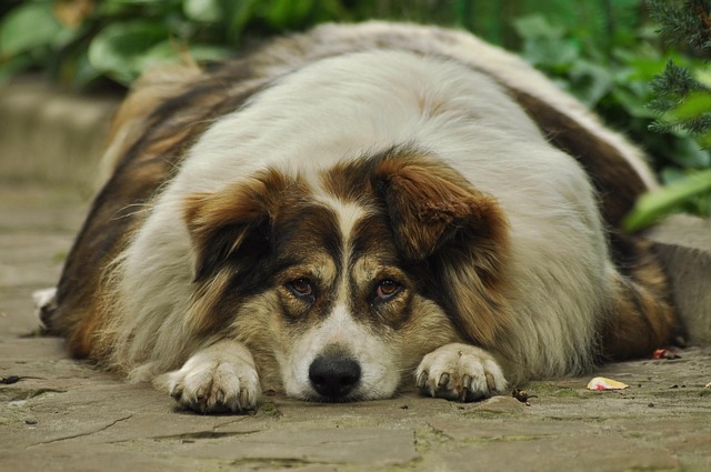 Ein viel zu dicker Hund der an einer Schildrüsenerkrankung leidet