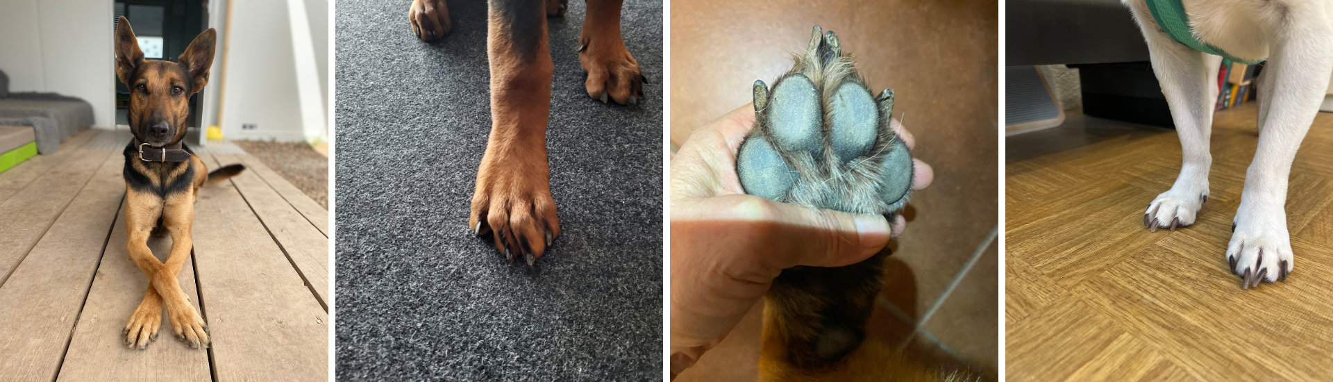 Paw and Claw Care