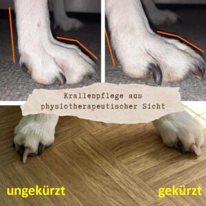 Pfoten- und Krallenpflege beim Hund