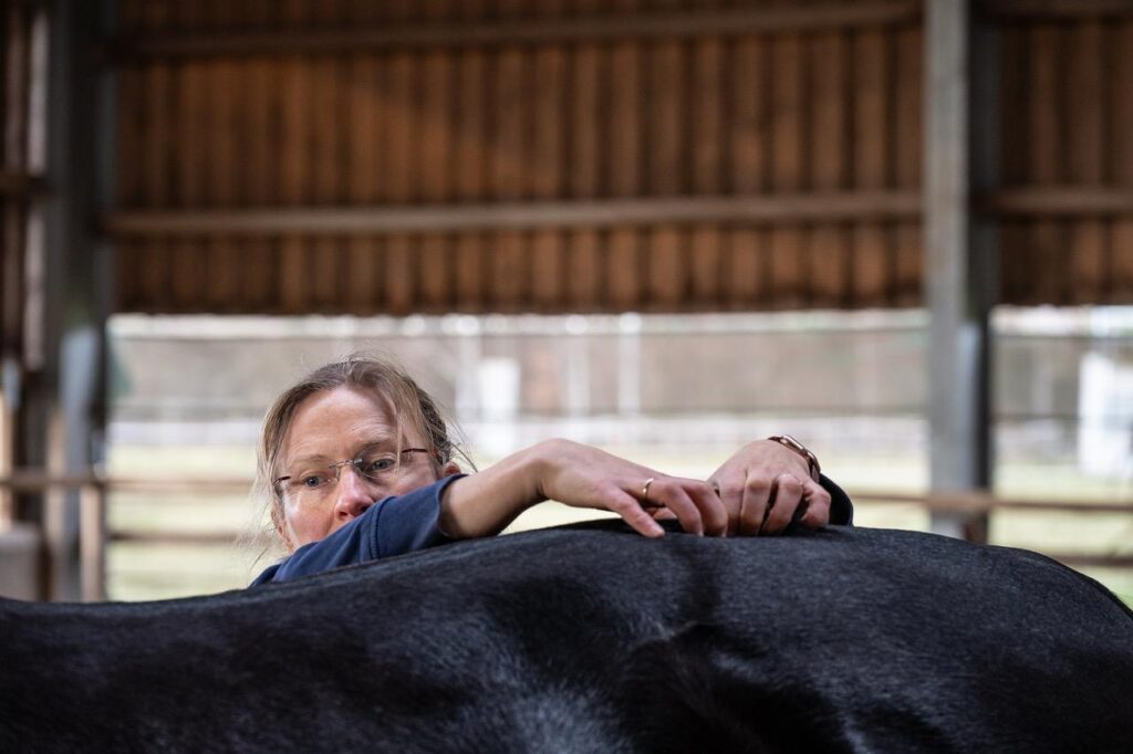 Jeanette bei der Behandlung des Pferderücken