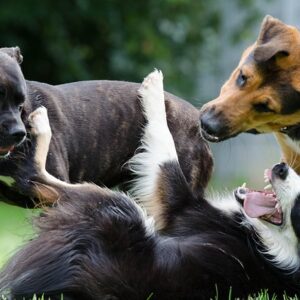 Dieses Bild zeigt 3 Hunde und zeigt die Körpersprachen zwischen ihnen