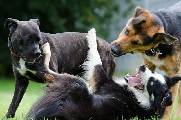 Dieses Bild zeigt 3 Hunde und zeigt die Körpersprachen zwischen ihnen