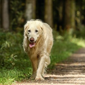 Hilfe mein Hund läuft Pass